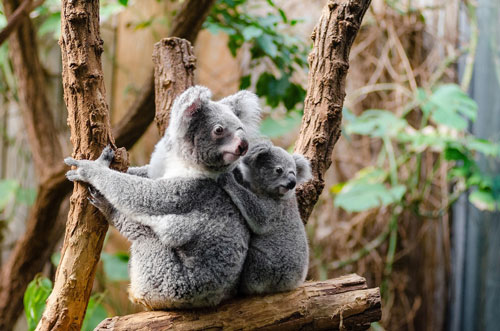 pair of koalas