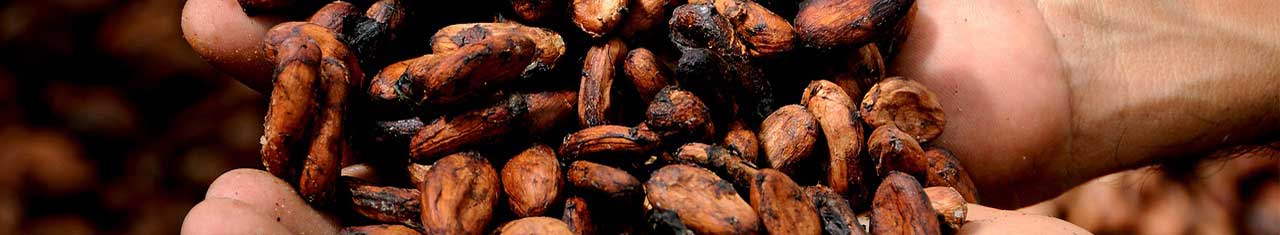 cocoa beans