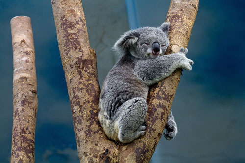 baby koala hugging a tree
